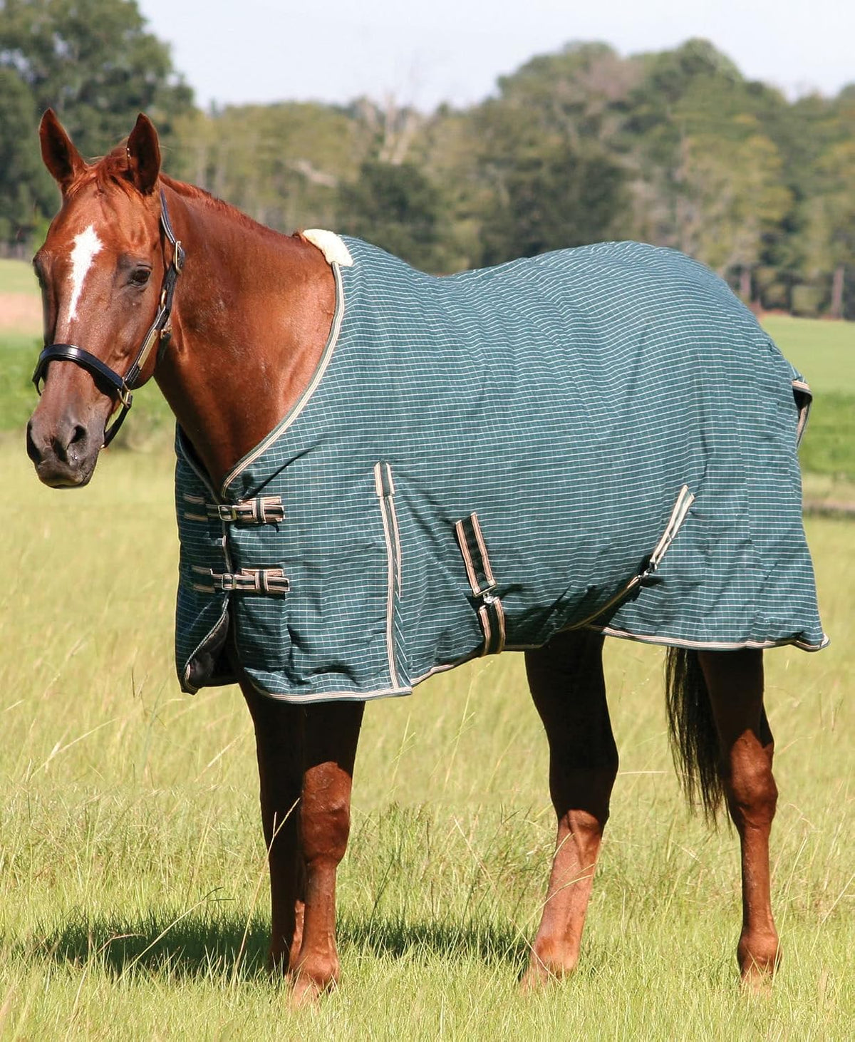 Basic Canvas Turnout Blanket for Horses, 75" - Green & White Check